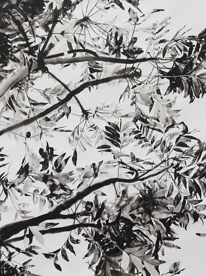 TANYA POOLE, THE EDGE OF THE FOREST
2018, KANDAHAR INK ON FABRIANO PAPER