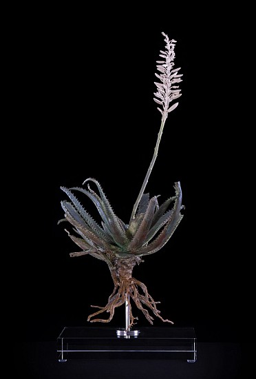 NIC BLADEN, Aloe Succutrina X
2016, Bronze Silver