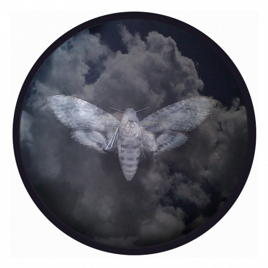 BARBARA WILDENBOER, FATE (ACHERONTIA ATROPOS)
2014, Photo-composite, Silver Thread and Pins on Paper