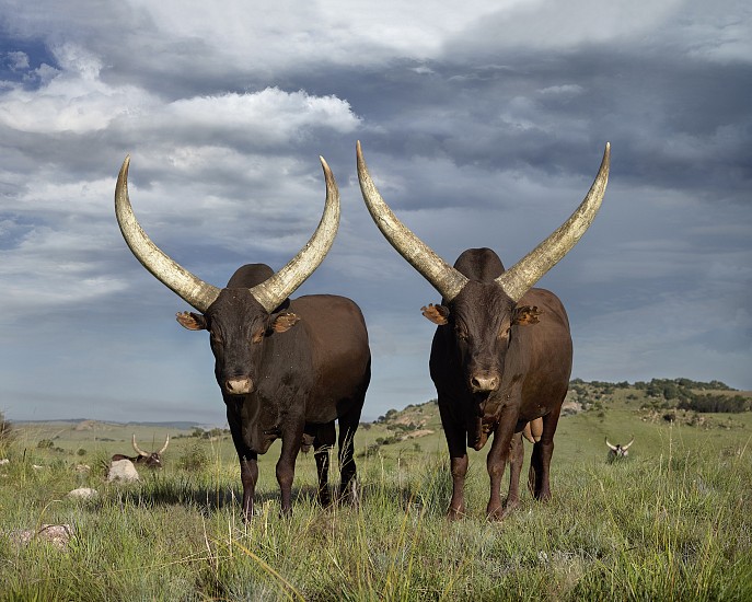 DANIEL NAUDÉ, KHOSI AND SHUMANI
2017, PHOTOGRAPH DIABONDED ON ALUMINIUM