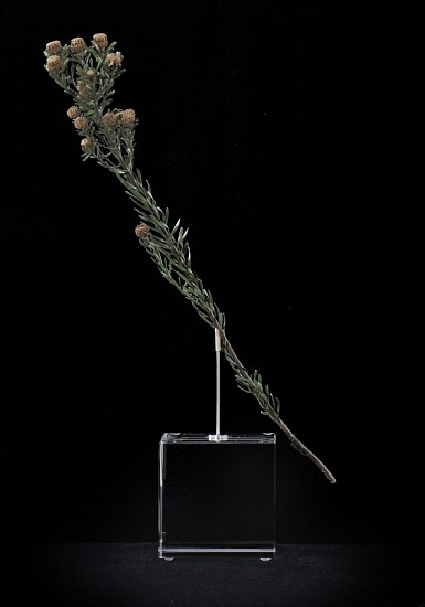 NIC BLADEN, LEUCODENDRON LINIFOLIUM
2018, Bronze Silver