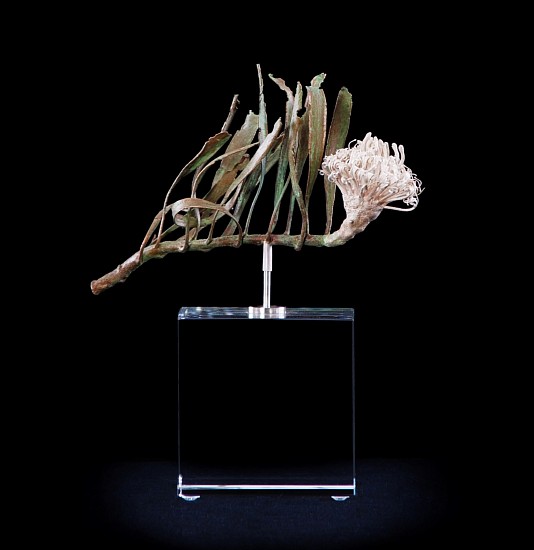 NIC BLADEN, LEUCOSPERMUM HYPOPHYLLOCARPODENDRON
2017, Bronze Silver