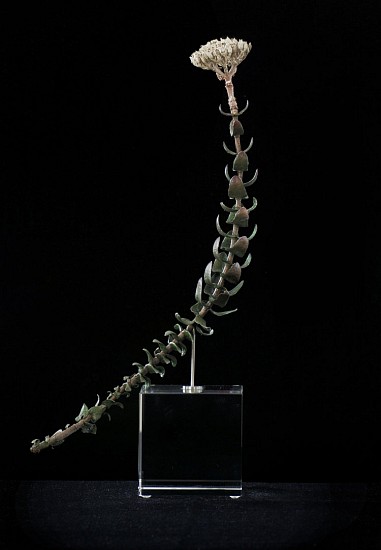 NIC BLADEN, CRASSULA DEJECTA II
2018, Bronze Silver