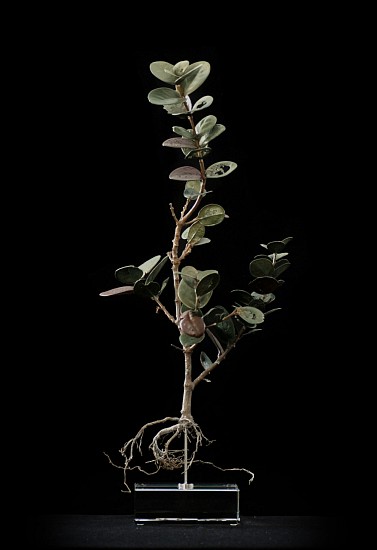 NIC BLADEN, MAUROCENIA FRANGULA (HOTTENTOT CHERRY TREE)
2018, Bronze Silver