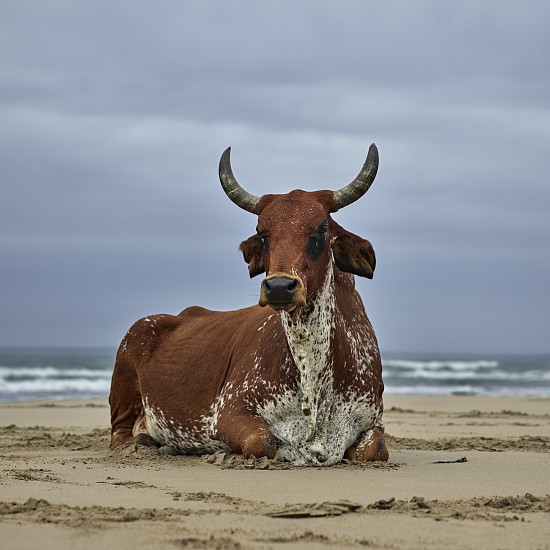 DANIEL NAUDÉ, (XHOSA CATTLE ON THE SHORE 2018) XHOSA COW SITTING ON THE SHORE. EASTERN CAPE, SOUTH AFRICA, 11 APRIL 2018
C-PRINT, LIGHTJET ON KODAK PROFESSIONAL ENDURA PREMIER PAPER DIASEC