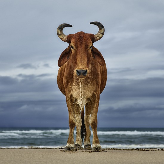 DANIEL NAUDÉ, (XHOSA CATTLE ON THE SHORE 2018) XHOSA BULL ON THE SHORE. EASTERN CAPE, SOUTH AFRICA, 12 APRIL 2018
C-PRINT, LIGHTJET ON KODAK PROFESSIONAL ENDURA PREMIER PAPER DIASEC