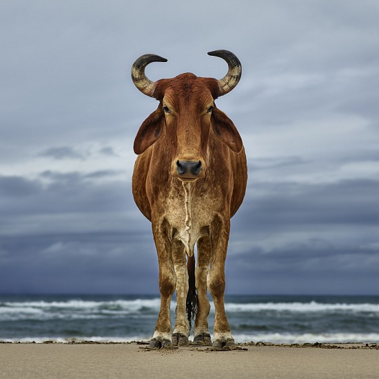 DANIEL NAUDÉ, (XHOSA CATTLE ON THE SHORE 2018) XHOSA BULL ON THE SHORE. EASTERN CAPE, SOUTH AFRICA, 12 APRIL 2018
C-PRINT, LIGHTJET ON KODAK PROFESSIONAL ENDURA PREMIER PAPER DIASEC