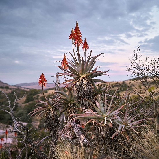 DANIEL NAUDÉ, (CATTLE OF THE AGES 2017) FLOWERING KRANTZ ALOE. SOUTH AFRICA, JUNE 2017
C-PRINT, LIGHTJET ON FUJIFILM PROFESSIONAL PAPER DIBONDED ON ALUMINIUM