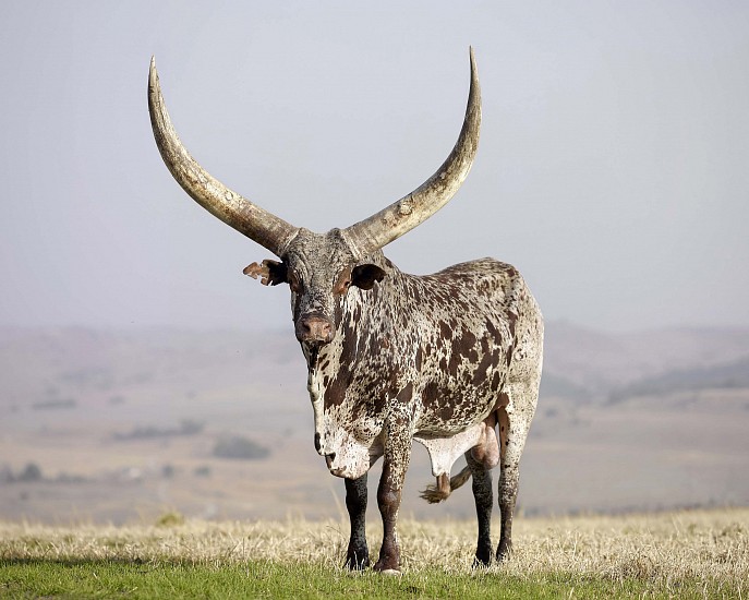 DANIEL NAUDÉ, (CATTLE OF THE AGES 2017) TSHINAKAHO. SOUTH AFRICA, AUGUST 2017
C-PRINT, LIGHTJET ON FUJIFILM PROFESSIONAL PAPER DIBONDED ON ALUMINIUM