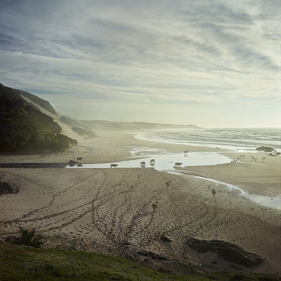 DANIEL NAUDÉ, (XHOSA CATTLE ON THE SHORE 2018) XHOSA CATTLE AT NEBELELE RIVER MOUTH. EASTERN CAPE, SOUTH AFRICA, 2 APRIL 2018
C-PRINT, LIGHTJET ON KODAK PROFESSIONAL ENDURA PREMIER PAPER DIASEC