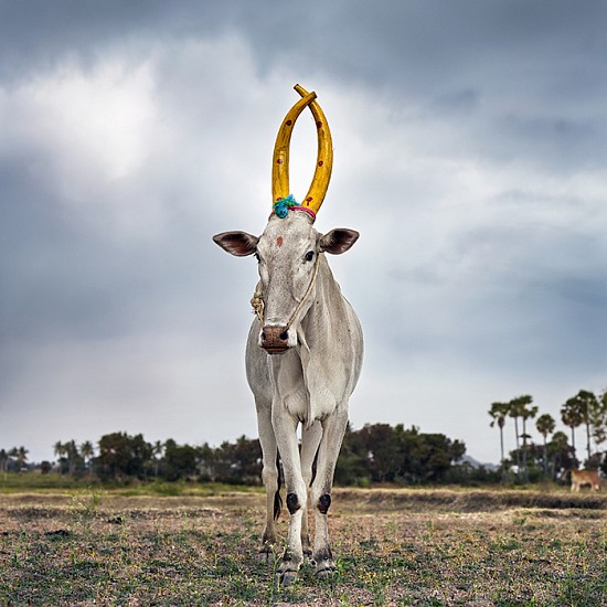 DANIEL NAUDÉ, (SIGHTINGS OF THE SACRED 2014 - INDIA) MATTU PONGAL 28. KANAKKANDAL DISTRICT, TAMIL NADU, INDIA, 2014
C-PRINT, LIGHTJET ON FUJIFILM PROFESSIONAL PAPER DIBONDED ON ALUMINIUM