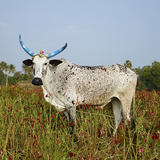 DANIEL NAUDÉ, (SIGHTINGS OF THE SACRED 2014 - INDIA) MATTU PONGAL 6. KANNAKURKKAI DISTRICT, TAMIL NADU, INDIA, 2014
C-PRINT, LIGHTJET ON FUJIFILM PROFESSIONAL PAPER DIBONDED ON ALUMINIUM