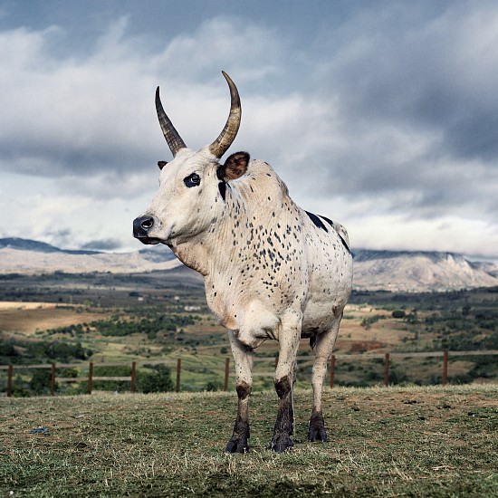 DANIEL NAUDÉ, (SIGHTINGS OF THE SACRED 2014 - MADAGASCAR) ZEBU 1. CATTLE MARKET, AMBALAVAO, HAUTE MATSIATRA, MADAGASCAR, 2013
C-PRINT, LIGHTJET ON FUJIFILM PROFESSIONAL PAPER DIBONDED ON ALUMINIUM