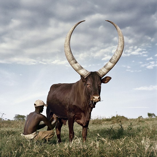 DANIEL NAUDÉ, (SIGHTINGS OF THE SACRED 2014 - UGANDA) ANKOLE 3. OUTSIDE MBARARA,KIRUHURA DISTRICT, WESTERN REGION, UGANDA, 2012
C-PRINT, LIGHTJET ON FUJIFILM PROFESSIONAL PAPER DIBONDED ON ALUMINIUM