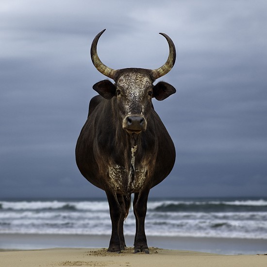 DANIEL NAUDÉ, (XHOSA CATTLE ON THE SHORE 2018) XHOSA BLACK COW ON THE SHORE. EASTERN CAPE, SOUTH AFRICA, 6 APRIL 2018
C-PRINT, LIGHTJET ON KODAK PROFESSIONAL ENDURA PREMIER PAPER DIASEC