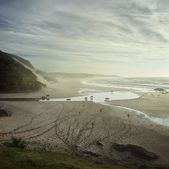 DANIEL NAUDÉ, XHOSA CATTLE AT NEBELELE RIVER MOUTH. EASTERN CAPE, SOUTH AFRICA, 2 APRIL 2018 (XHOSA CATTLE ON THE SHORE 2018) <br />
2019, C-PRINT, LIGHTJET ON KODAK PROFESSIONAL ENDURA PREMIER PAPER DIASEC