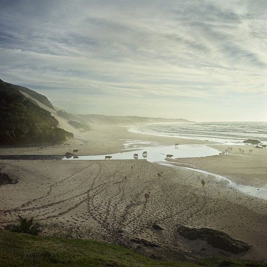 DANIEL NAUDÉ, XHOSA CATTLE AT NEBELELE RIVER MOUTH. EASTERN CAPE, SOUTH AFRICA, 2 APRIL 2018 (XHOSA CATTLE ON THE SHORE 2018) <br />
2019, C-PRINT, LIGHTJET ON KODAK PROFESSIONAL ENDURA PREMIER PAPER DIASEC