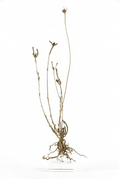 Leucodendron stellare white