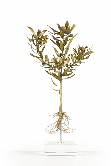 NIC BLADEN, LEUCADENDRON SALIGNUM X LAUREOLUM
2019, Bronze