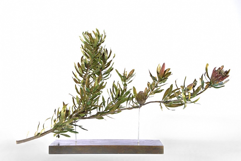 NIC BLADEN, PROTEA OBTUSIFOLIA BRANCH
2019, Bronze