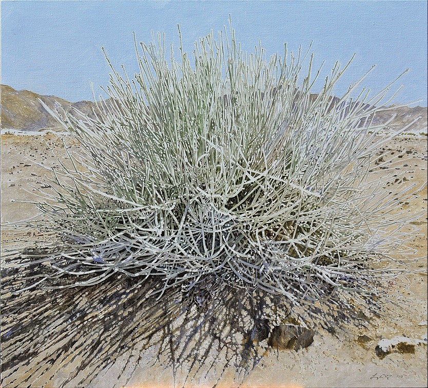 LEIGH VOIGT | CADABA APHYLLA, LEAFLESS WORMBUSH, RICHTERSVELD