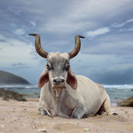 DANIEL NAUDÉ, XHOSA OX SITTING ON THE SHORE. HLULEKA, EASTER CAPE, SOUTH AFRICA, 4 DECEMBER 2019
2019, C-PRINT, LIGHTJET ON KODAK PROFESSIONAL ENDURA PREMIER PAPER