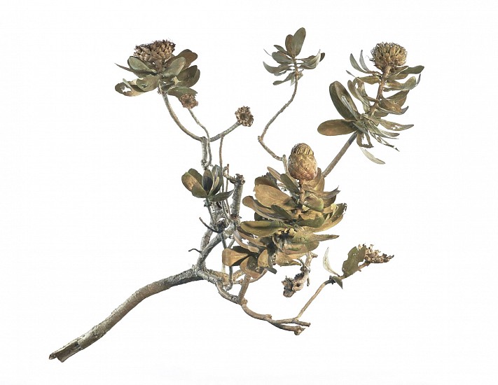 NIC BLADEN, PROTEA NITIDA BRANCH
2021, Bronze