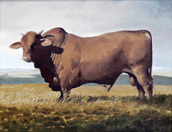 NEIL RODGER, SANTA GERTRUDIS BULL
Oil on Canvas
