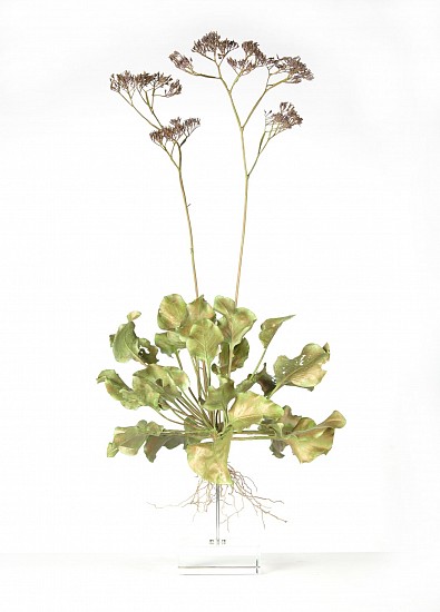 NIC BLADEN, LIMONIUM PEREGRINUM
2021, Bronze