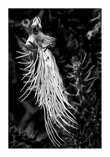 BARBARA WILDENBOER, THE CONFERENCE OF THE BIRDS V
2023, PHOTOGRAPHIC PRINT ON FABRIANO