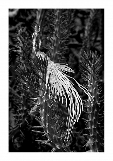 BARBARA WILDENBOER, THE CONFERENCE OF THE BIRDS VII
2023, PHOTOGRAPHIC PRINT ON FABRIANO