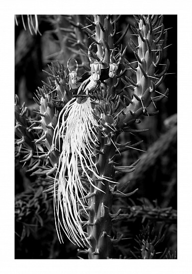 BARBARA WILDENBOER, THE CONFERENCE OF THE BIRDS I
2023, PHOTOGRAPHIC PRINT ON FABRIANO