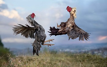 WORDPRESS ONLINE FILE HERO no.1 FIGHT 14 FINAL 8BIT WITHOUTCOMPENSATED CURVE AS VIEWED CORRECT