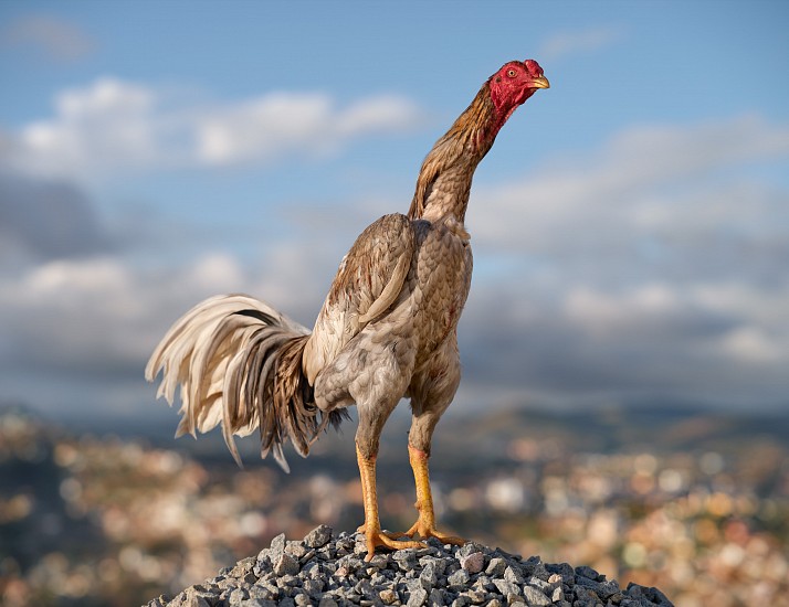 DANIEL NAUDÉ, ZIDANE. VOLOMBOAHIRANA. MALAGASY COCKEREL, ANKATSO AREA, MADAGASCAR. 11 MAY 2023
2024, ARCHIVAL PIGMENT INK PRINT ON MUSEUM FIBRE RAG PAPER