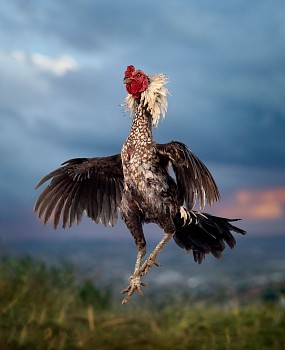 Ongback (meaning giant). Marisa breed, Malagasy cockerel, Imerinkasina area, Madagascar, 13 May 2023 post file website