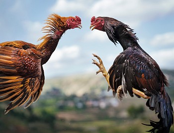 NEW WEBSITE FILE. Mavolambo. (meaning the golden one) and Robocop, Malagasy cockerels, Imerinkasina area, Madagascar, 12 May