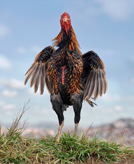 DANIEL NAUDÉ, JET LEE. MASIRA BREED, MALAGASY COCKEREL, ANKATSO AREA, MADAGASCAR. 11 MAY 2023
ARCHIVAL PIGMENT INK PRINT ON MUSEUM PAPER
