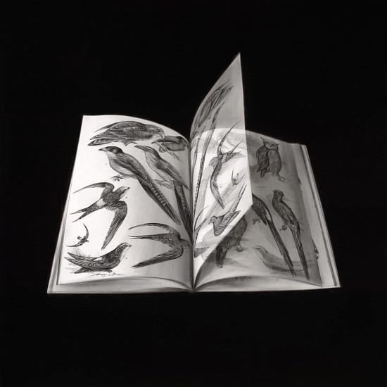 HENK SERFONTEIN, TURNING PAGES: INDIGENOUS BIRDS I
2025, CHARCOAL AND MIXED MEDIA ON ARCHIVAL PAPER