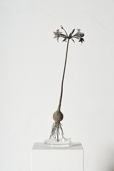 everard read 17 11 2026 nic bladen satyrium carneum lr