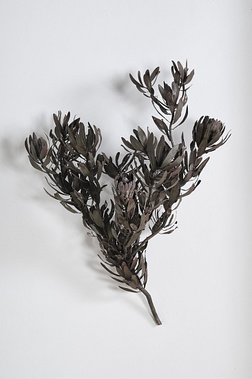 NIC BLADEN, PROTEA OBTUSIFOLIA
2025, Bronze