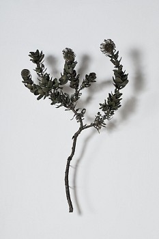 everard read 17 11 2026 nic bladen lr