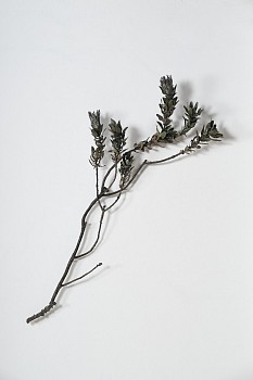 everard read 17 11 2026 nic bladen lr