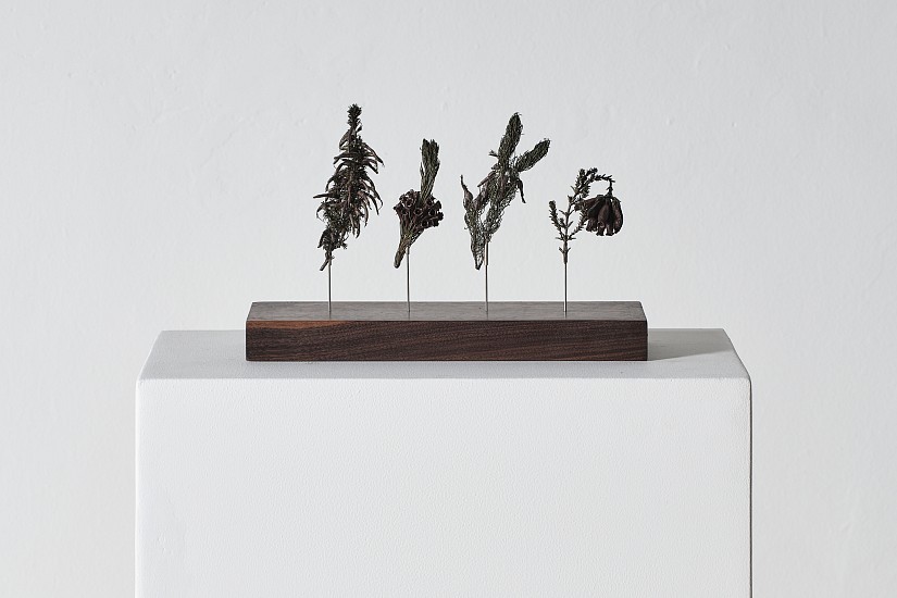 NIC BLADEN, ERICA COCCINIA, ERICA PLUNKENETTI VAR.LINIARE<br />
ERICA SESSIFLORA, ERICA VESTITA
2025, Bronze