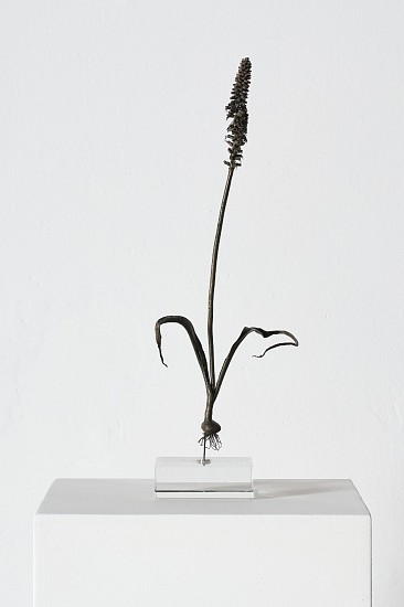 NIC BLADEN, LACHENALIA LUTZEYRI
2025, UNIQUE BRONZE