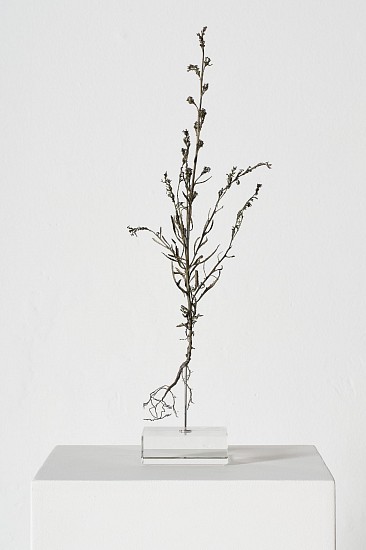 NIC BLADEN, MANULEA CHEIRANTHUS
2025, Bronze