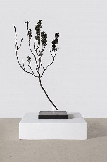 NIC BLADEN, MIMETES CUCULLATUS (L)
2025, Bronze