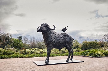 S469 Cape Buffalo Monumental