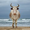 xhosa nguni cow on the shore eastern cape south africa 5 april
